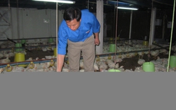 Người nuôi gà công nghiệp đang bị lỗ nặng